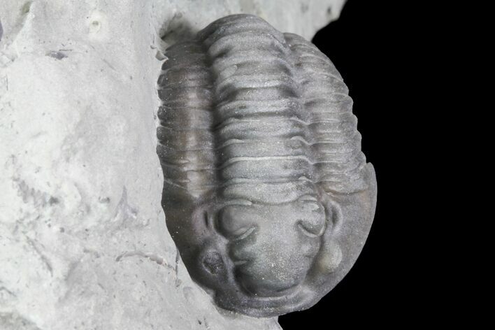 , Partially Enrolled Flexicalymene Trilobite - Ohio #76367